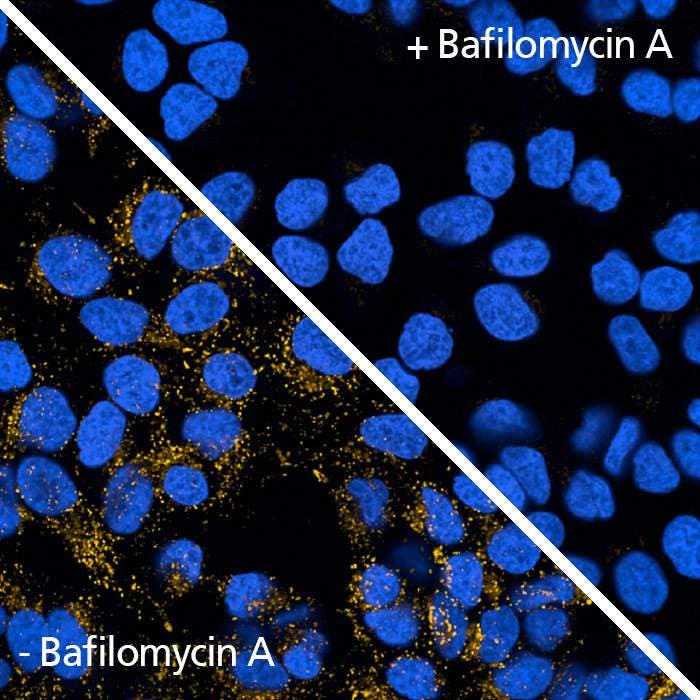 PhenoVue 577 Lysosomal stain | Revvity