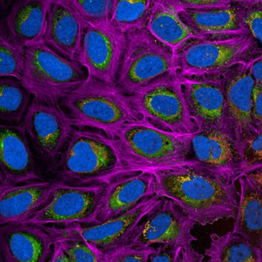 U2OS cells 5-Plex staining: PhenoVue Hoechst 33342 (blue), PhenoVue Fluor 400LS - Phalloidin (fuchsia), PhenoVue Fluor 488 - Concanavalin A (green), PhenoVue Fluor 555 - WGA (orange), PhenoVue 641 Mitochondrial (red)