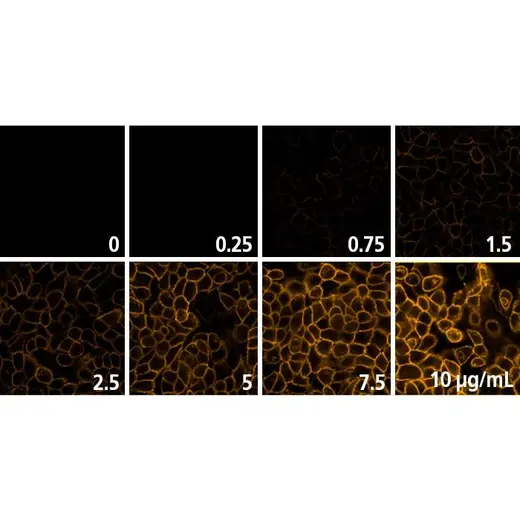Detection of EGFR expressed in A431 cells by indirect immunofluorescence using increasing concentrations of PhenoVue Fluor 555 - Goat Anti-Mouse IgG Cross-Adsorbed