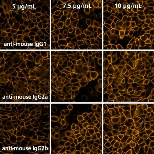 Detection of EGFR expressed in A431 cells by indirect immunofluorescence using PhenoVue Fluor 555 Goat Anti-Mouse IgG (H+L) Highly Cross-Adsorbed