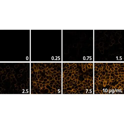 Detection of EGFR expressed in A431 cells by indirect immunofluorescence using increasing concentrations of PhenoVue Fluor 555 - Goat Anti-Mouse IgG Highly Cross-Adsorbed