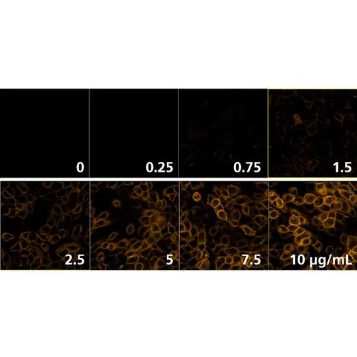 Detection of EGFR expressed in A431 cells by indirect immunofluorescence using increasing concentrations of PhenoVue Fluor 555 - Goat Anti-Rabbit IgG Cross-Adsorbed