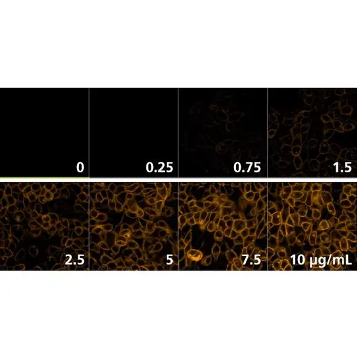 Detection of EGFR expressed in A431 cells by indirect immunofluorescence using increasing concentrations of PhenoVue Fluor 555 - Goat Anti-Rabbit IgG Highly Cross-Adsorbed