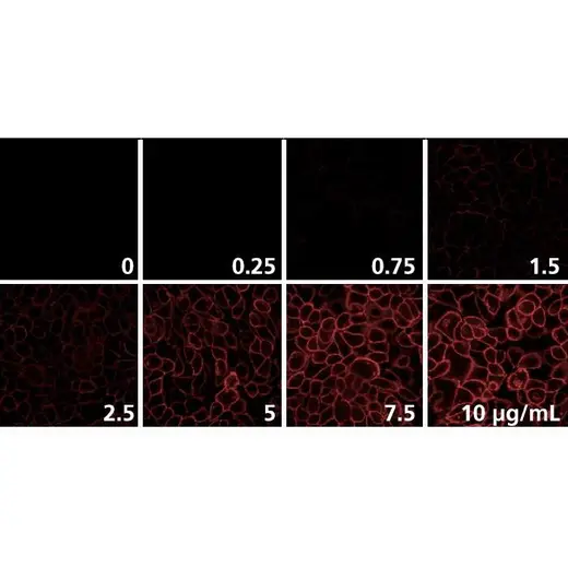 Detection of EGFR expressed in A431 cells by indirect immunofluorescence using increasing concentrations of PhenoVue Fluor 647 Goat Anti-Mouse IgG Cross-Adsorbed