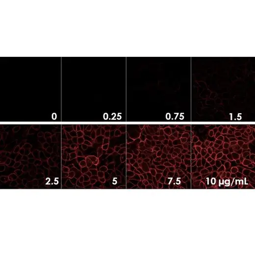 Detection of EGFR expressed in A431 cells by indirect immunofluorescence using increasing concentrations of PhenoVue Fluor 647 - Goat Anti-Mouse IgG Highly Cross-Adsorbed