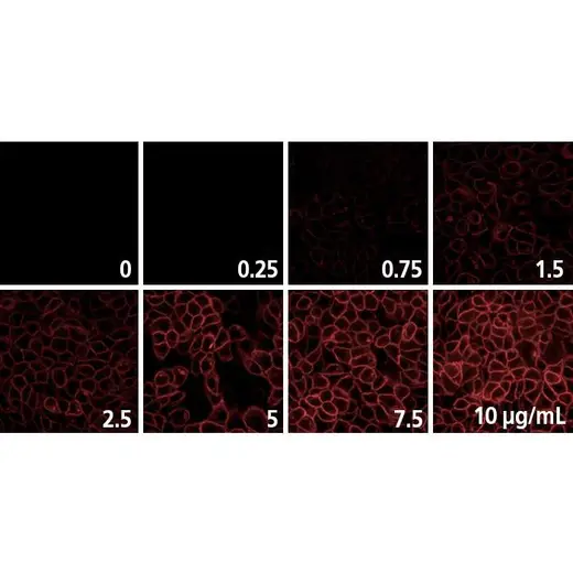 Detection of EGFR expressed in A431 cells by indirect immunofluorescence using increasing concentrations of PhenoVue Fluor 647 Goat Anti-Rabbit IgG Highly Cross-Adsorbed