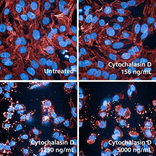HeLa cells stained with PhenoVue Fluor 647 - Phalloidin