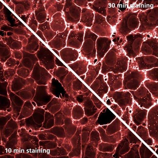 HeLa cells stained with PhenoVue Fluor 647 - WGA