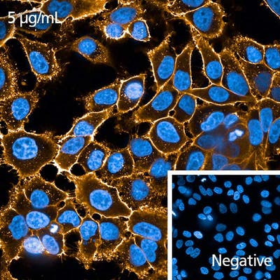 HeLa cells stained with PhenoVue Fluor 568 WGA