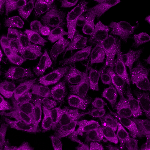 HeLa cells stained with PhenoVue Fluor 400LS - Concanavalin A (endoplasmic reticulum). Imaged on Opera Phenix Plus system.