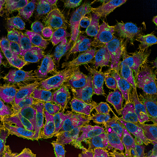 5-plex experiment. HeLa cells stained with five PhenoVue stains (641 mitochondrial stain, Hoechst 33342 nuclear stain, Fluor 568 - Phalloidin, Fluor 488 - WGA, and Fluor 400LS Concanavalin A). Imaged on Opera Phenix Plus system.