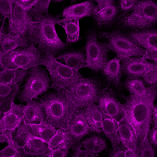 HeLa cells stained with PhenoVue Fluor 400LS - WGA (Golgi & plasma membranes). Imaged on Operetta CLS system.