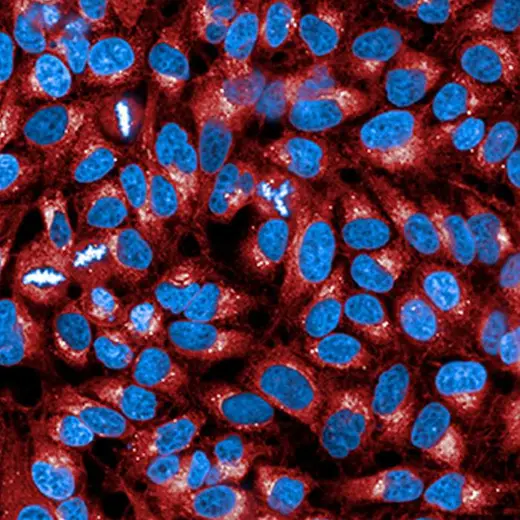 HeLa cells stained with PhenoVue 594 Concanavalin-A
