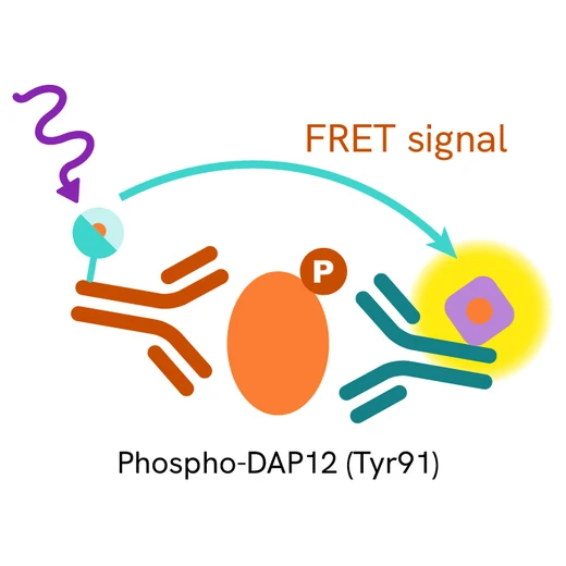 DAP12 Phospho--Tyr91 Product image