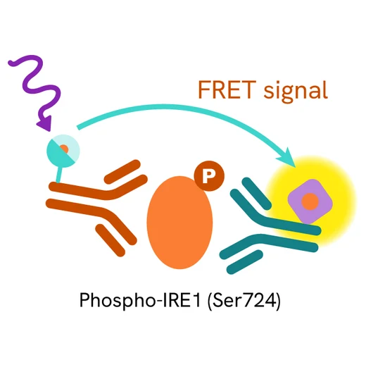 IRE1 Phospho-(Ser724) Product image