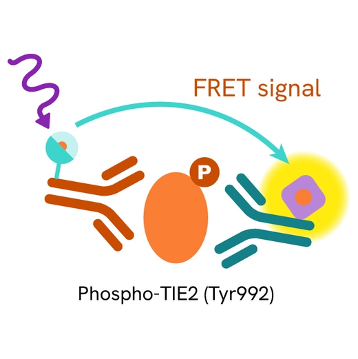 TIE Phospho-Tyr992 Product image