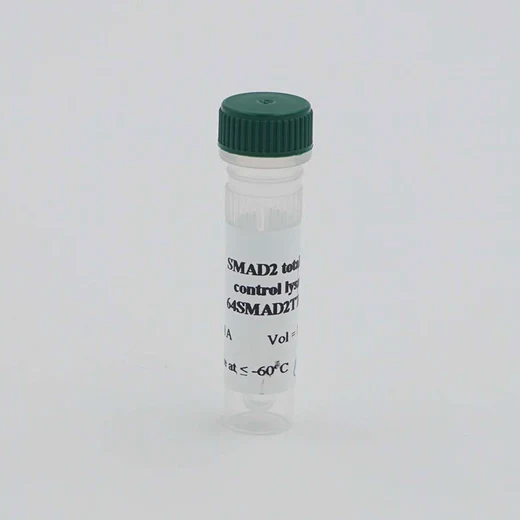 Total-SMAD2 control lysate image