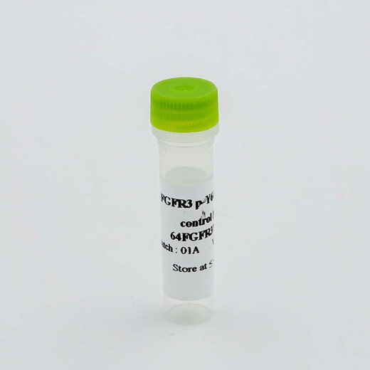 Phospho-FGFR3 (Tyr647/648) control lysate image