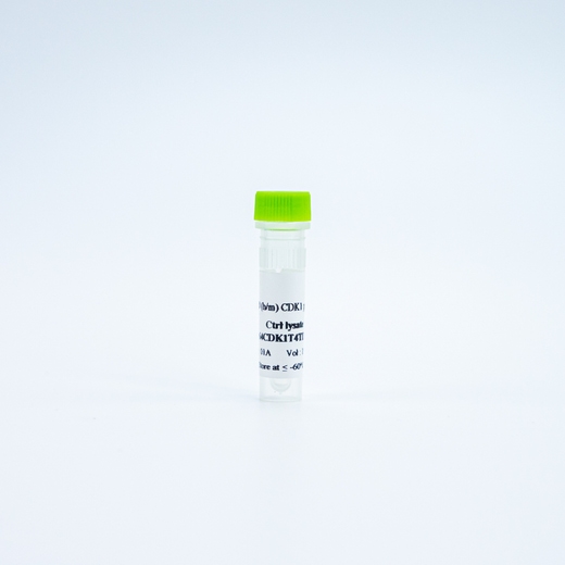 HTRF Human and Mouse Phospho-CDK1 Thr14 Detection Kit, Control Lysate