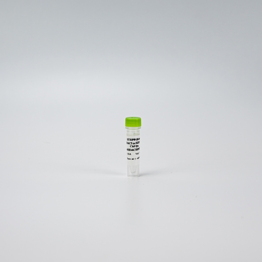 Photo HDAC5 Phospho-S259 control lysate