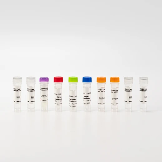 HTRF Human Phospho ULK1 (Ser556) Detection Kit