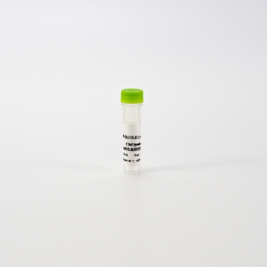 HTRF Human Phospho ULK1 (Ser556) Detection Kit, Control Lysate