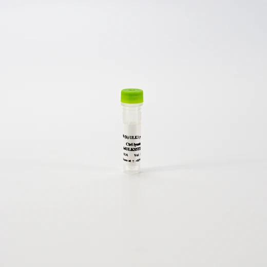 HTRF Human Phospho ULK1 (Ser556) Detection Kit, Control Lysate