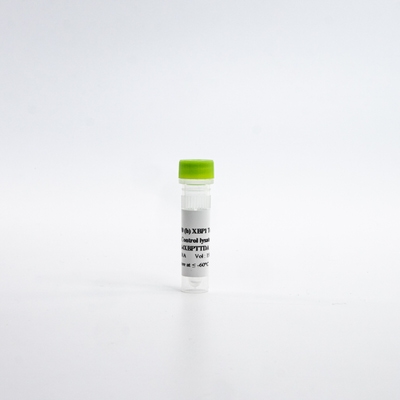 HTRF Human Total XBP1 Detection Kit, Control Lysate