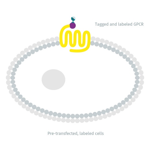 Diagram of Adenosine A3 receptor labeled with Tb (transiently expressing cells) image