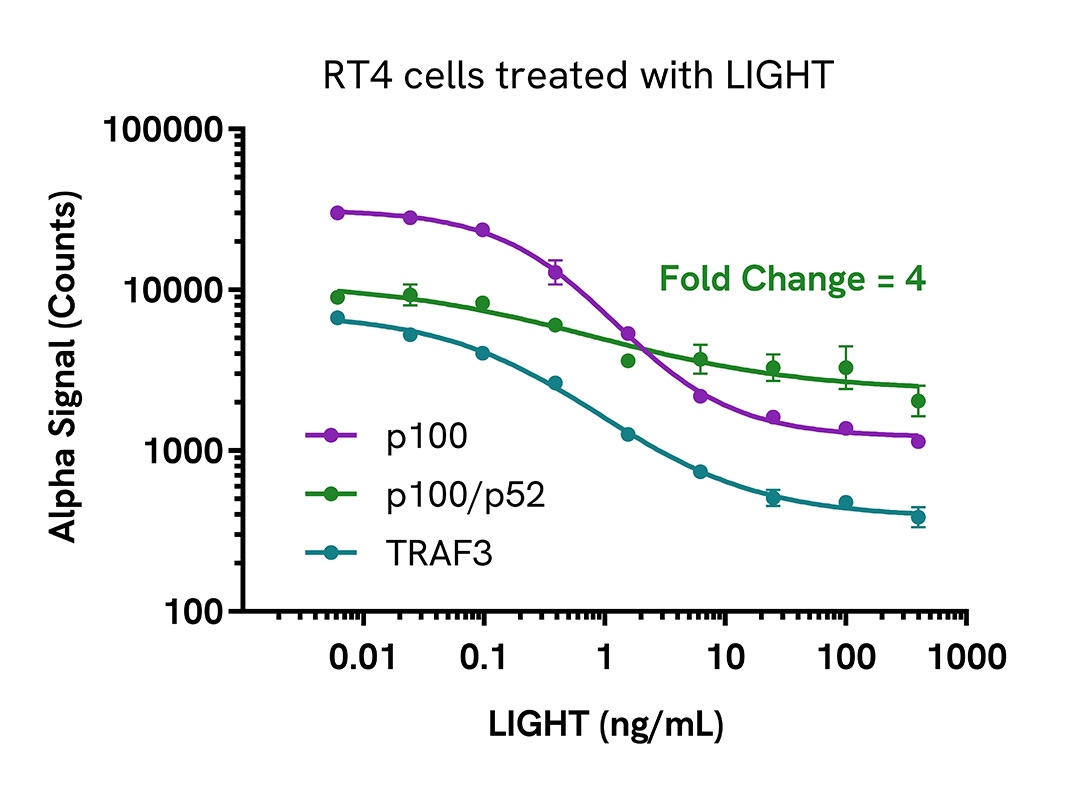 Pharmacological Validation (inhibitor) of NFκB2 p100/p52 Total