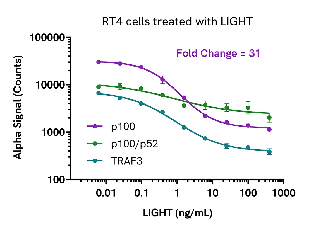 Pharmacological Validation (inhibitor) of NFκB2 p100 Total