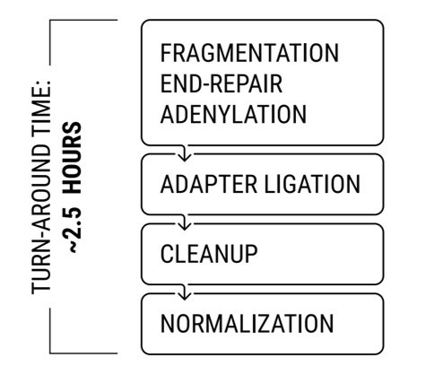 RapidXPv2-Workflow