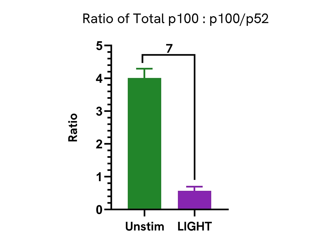 Pharmacological Validation (inhibitor) of NFκB2 p100/p52 Total