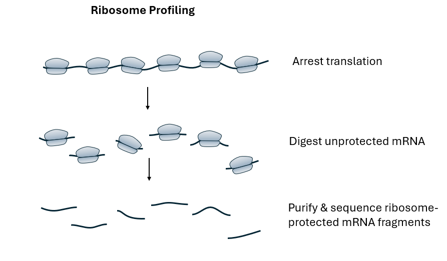 Riboprofiling