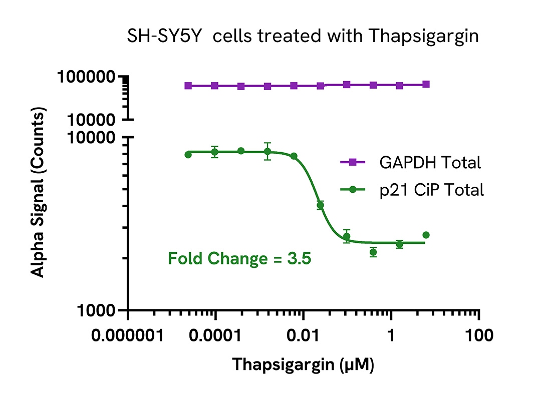 Pharmacological Validation (inhibitor) of p21 CiP1 Total