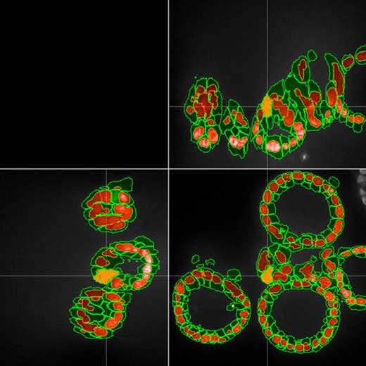 Signals Image Artist Cells