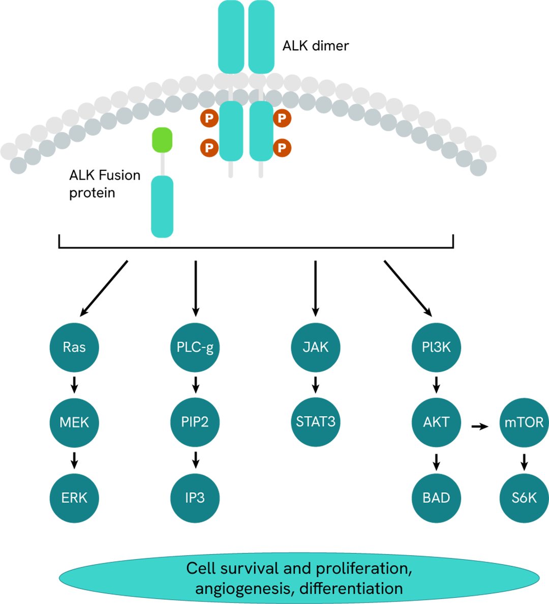 Simplified pathway ALK phospho-tyr1604