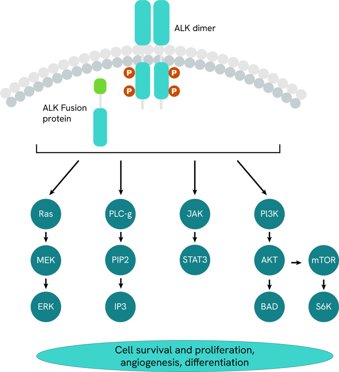 ALK Signaling Pathway