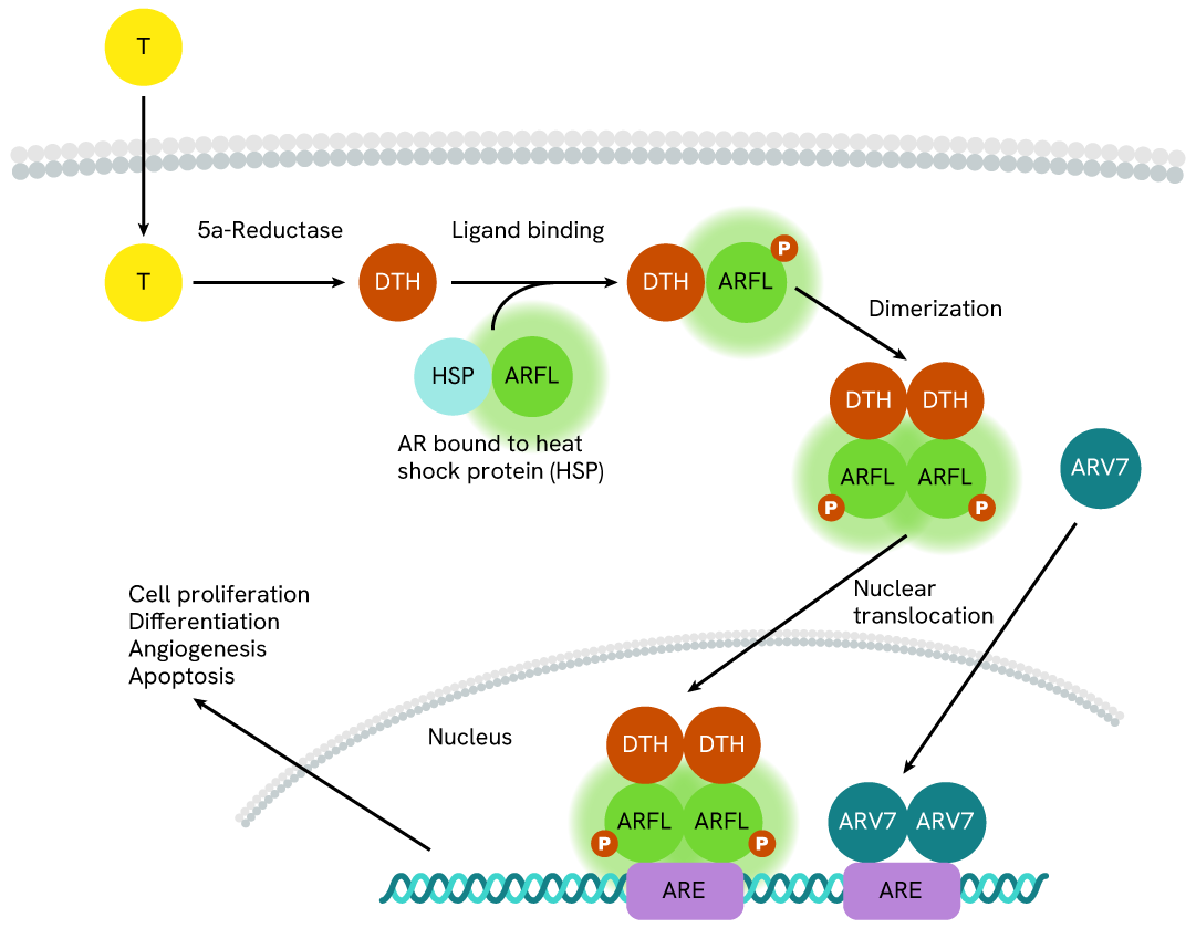 Full Length Androgen Receptor Signaling Pathway