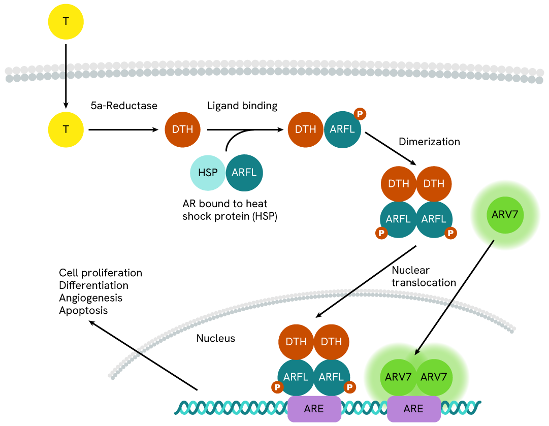 Androgen receptor variant 7 ARV7 Signaling Pathway