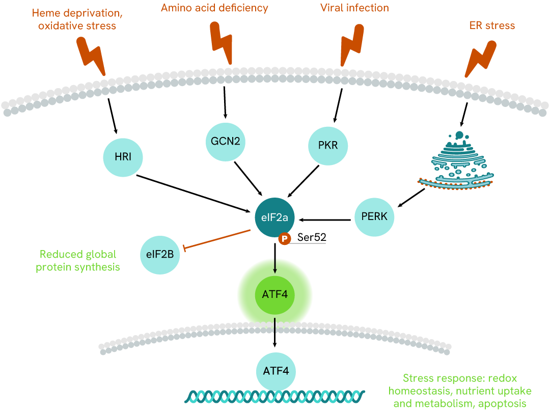 Simplified pathway