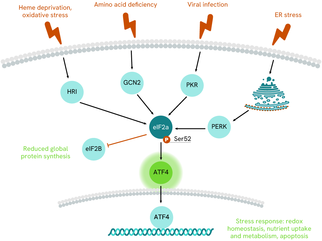 Simplified pathway