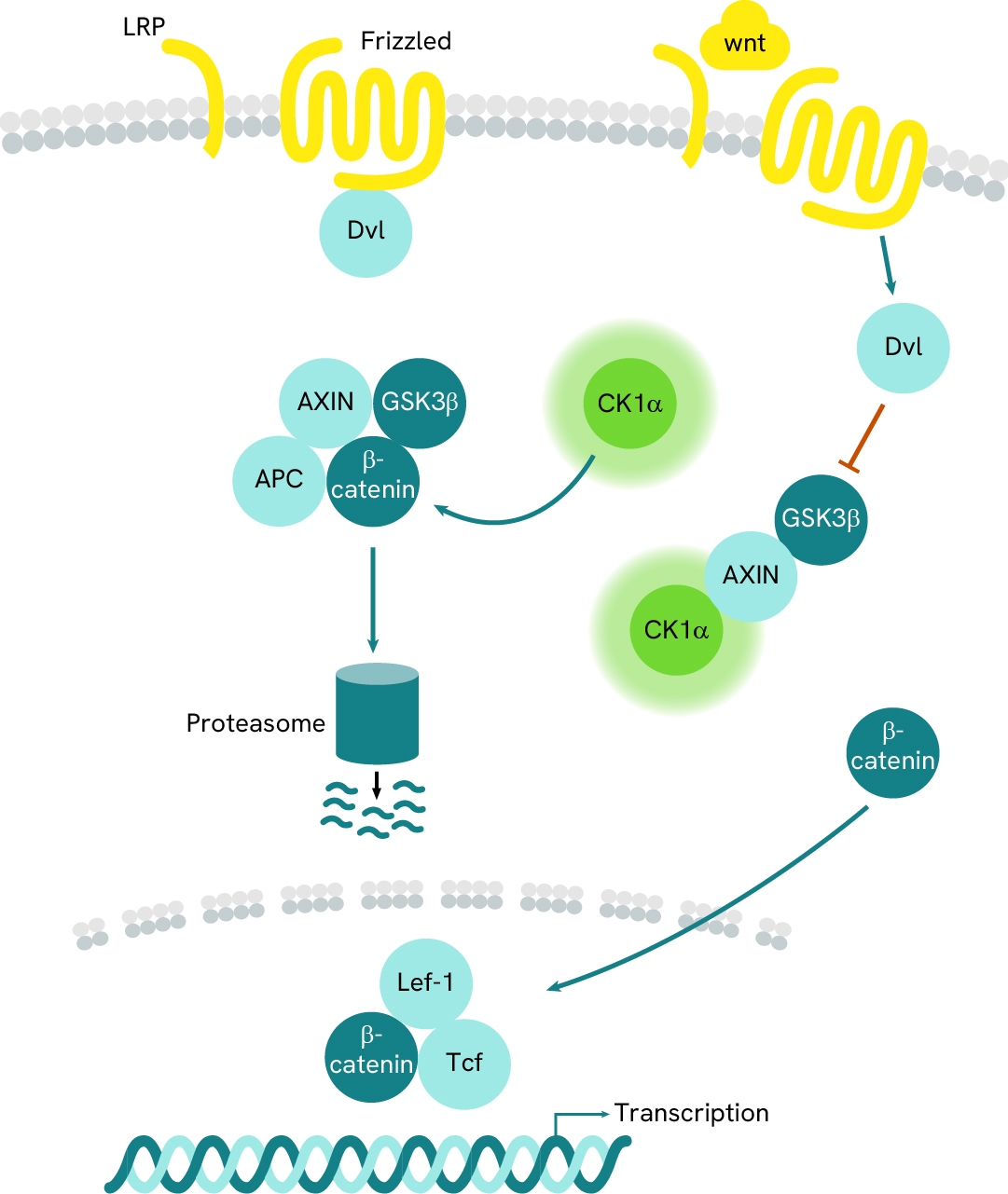 Simplified pathway CK1A total