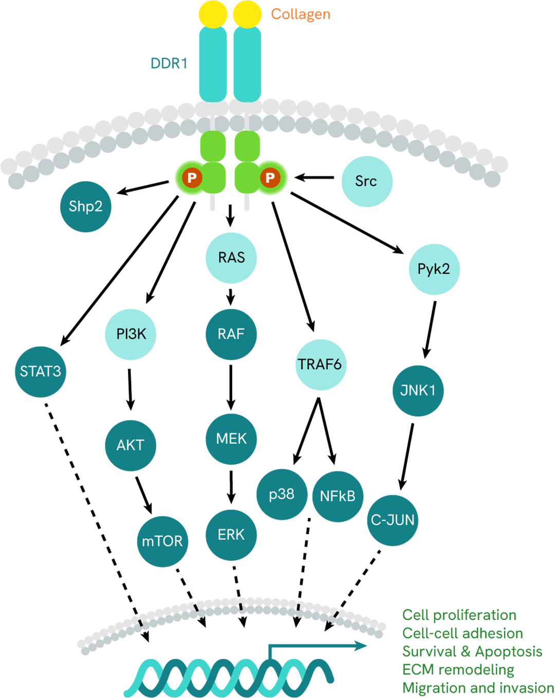 Simplified pathway DDR1.png