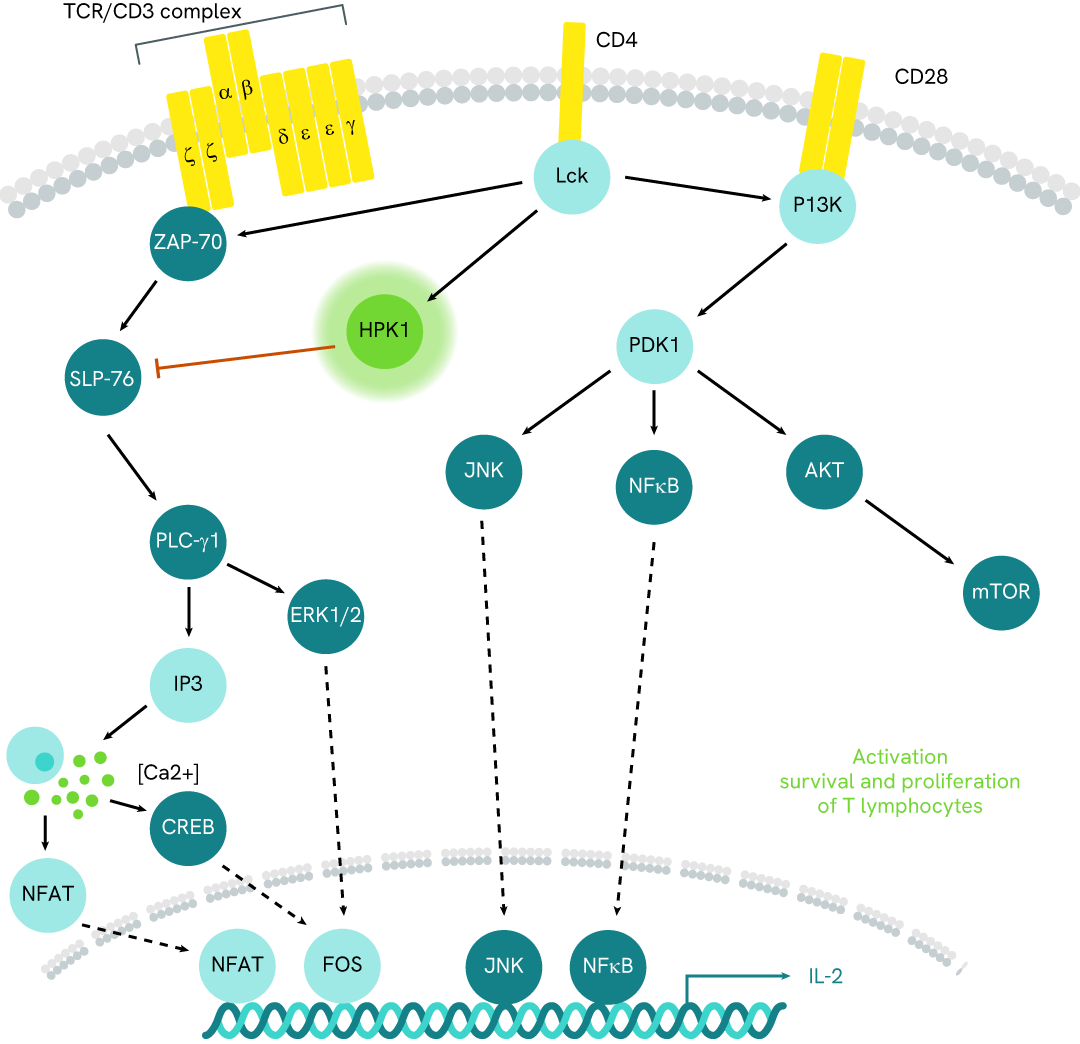 Simplified pathway