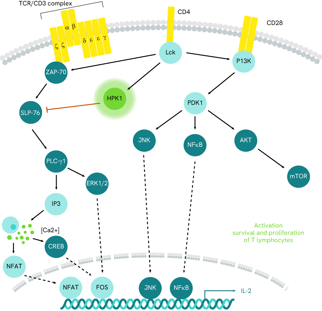 Simplified pathway