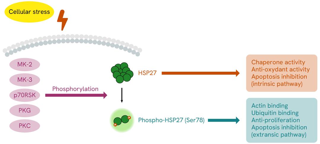 Simplified pathway