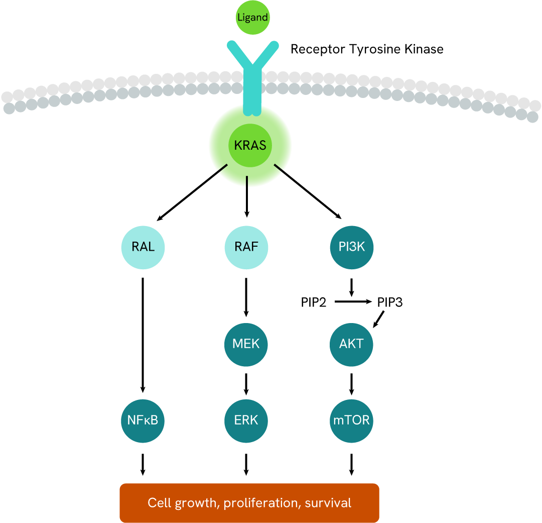 Simplified pathway