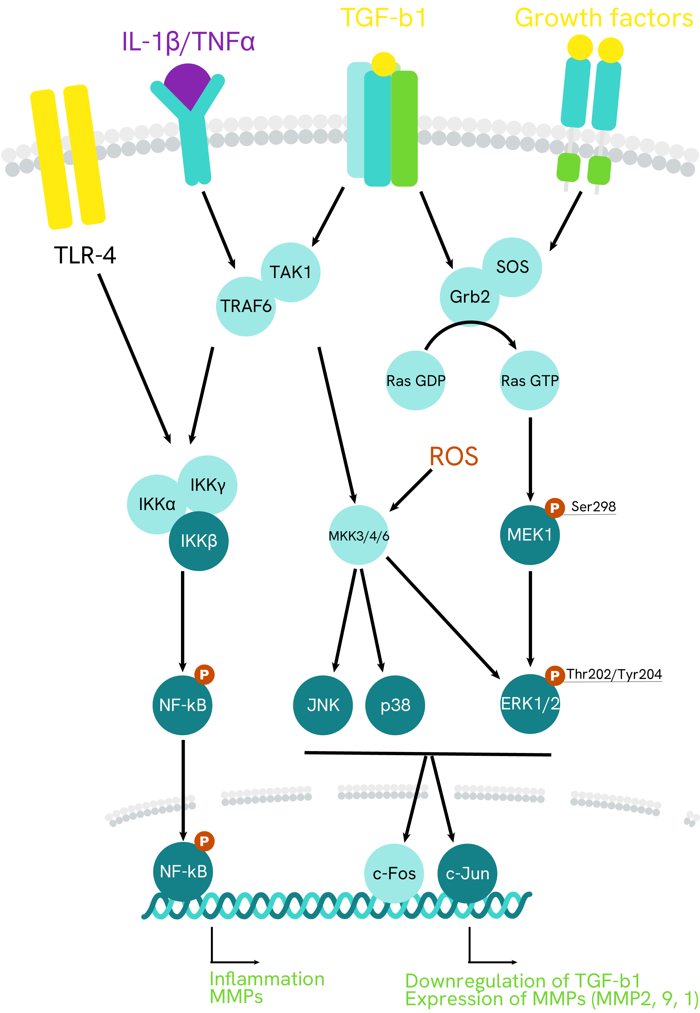 MMP1 signaling pathway