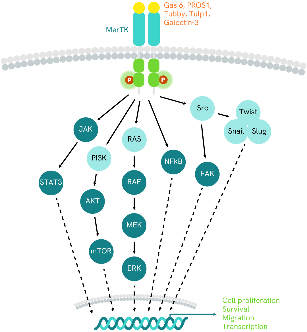 Simplified pathway